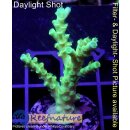 4A3-1 WYSIWYG - Acropora batunai Höhe 45mm