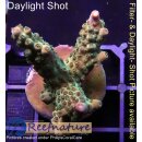 4A3-1 WYSIWYG - Acropora pink paletta Höhe 46mm