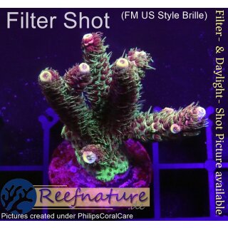 4A3-6 WYSIWYG - Acropora millepora Höhe 39mm