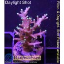 4A3-6 WYSIWYG - Acropora carduus Höhe 40mm