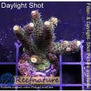 4A3-6 WYSIWYG - Acropora millepora Höhe 39mm