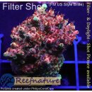 4C2-7 WYSIWYG - Acropora Red Planet Höhe 33mm