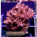 4C2-7 WYSIWYG - Acropora Red Planet Höhe 33mm