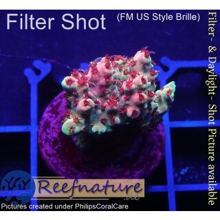 4C3-1 WYSIWYG - Acropora Red Planet, Höhe 24mm