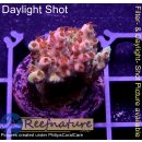 4C3-1 WYSIWYG - Acropora Red Planet, Höhe 24mm