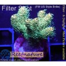 4C3-2 WYSIWYG - Acropora millepora Höhe 33mm