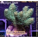 4C3-2 WYSIWYG - Acropora millepora Höhe 33mm