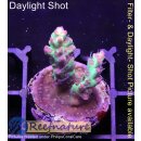 4C3-2 WYSIWYG - Acropora strawberry Shortcake Höhe 30mm