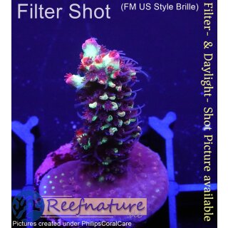 4C3-3 WYSIWYG - Acropora strawberry Shortcake, Höhe 34mm