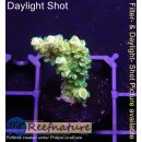 4C3-3 WYSIWYG - Acropora tenuis Gelb, Höhe 32mm