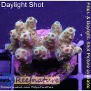 4C4-1 WYSIWYG - Acropora sp., Höhe 23mm