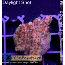 4C4-2 WYSIWYG - Acropora Red Planet,  Höhe 23mm