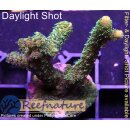 4C4-3 WYSIWYG - Acropora millepora  Höhe 46mm