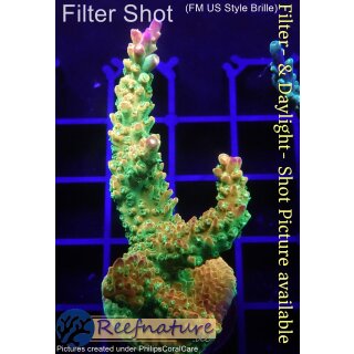 4C4-4 WYSIWYG - Acropora Mango Garden Höhe 58mm