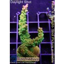 4C4-4 WYSIWYG - Acropora Mango Garden Höhe 58mm