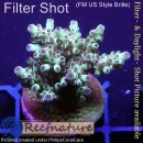 4C4-4 WYSIWYG - Acropora sp., Höhe 35mm