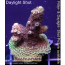 4C4-5 WYSIWYG - Acropora spathulata, Höhe 40mm