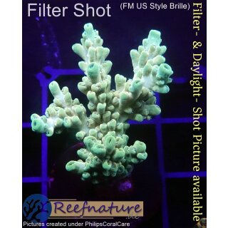 4C4-6 WYSIWYG - Acropora sp.  Höhe 38mm