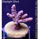 4C4-6 WYSIWYG - Acropora CandyLand, Höhe 36mm