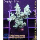 4C4-6 WYSIWYG - Acropora sp.  Höhe 38mm