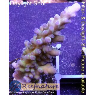 4C5-1 WYSIWYG - Acropora tortuosa, Electric Miyagi, Höhe 50mm