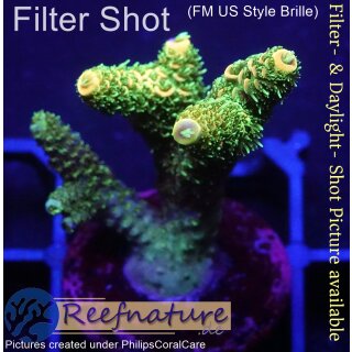 4C5-3 WYSIWYG - Acropora millepora, Höhe 37mm