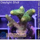 4C5-3 WYSIWYG - Acropora millepora, Höhe 37mm