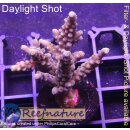 4C5-4 WYSIWYG - Acropora candyland Höhe 43mm