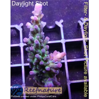 4C5-5 WYSIWYG - Acropora Electric Miyagi Höhe 59mm