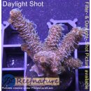 4C5-5 WYSIWYG - Acropora millepora rot, Höhe 40mm