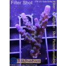 4C5-6 WYSIWYG - Acropora Electric Miyagi Höhe 55mm