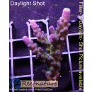 4C5-6 WYSIWYG - Acropora Electric Miyagi Höhe 55mm