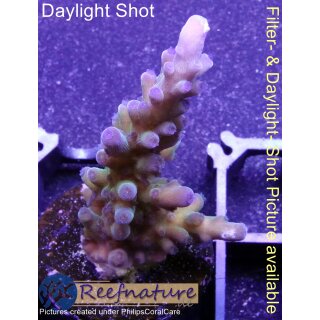 4C5-2 WYSIWYG - Acropora tortuosa, Electric Miyagi, Höhe 48mm