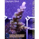 4C5-2 WYSIWYG - Acropora tortuosa, Electric Miyagi,...