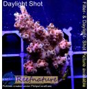 4C6-1 WYSIWYG - Acropora Red Planet, Höhe 30mm