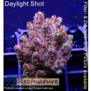 4C6-2 WYSIWYG - Acropora Red Planet, Höhe 33mm