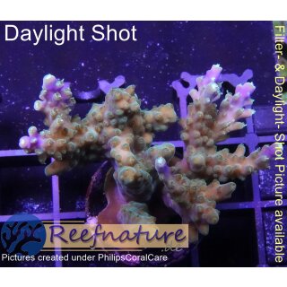 4C6-3 WYSIWYG - Acropora sp. ,Höhe 30mm