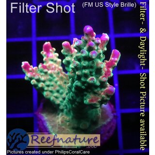 4C6-3 WYSIWYG - Acropora sp. Höhe 45mm