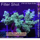 4C6-3 WYSIWYG - Acropora sp. ,Höhe 30mm