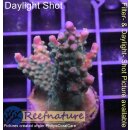 4C6-3 WYSIWYG - Acropora sp. Höhe 45mm