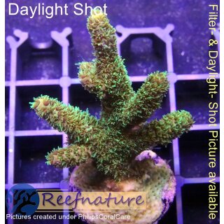 4C6-4 WYSIWYG - Acropora millepora Höhe 50mm