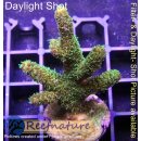 4C6-4 WYSIWYG - Acropora millepora Höhe 50mm