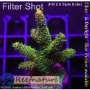 4C6-4 WYSIWYG - Acropora millepora Höhe 50mm