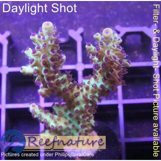 4C6-5 WYSIWYG -  Acropora "summertime" Höhe 55mm