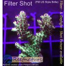 4C6-5 WYSIWYG -  Acropora "summertime" Höhe 55mm