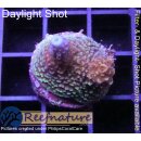 4A3-4 WYSIWYG - Acropora sp. Höhe 28mm