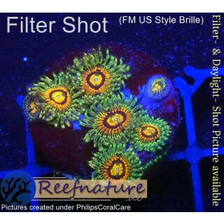 H1-R3-5 WYSIWYG - Zoanthus "Rainbow"