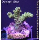 4A4-1 WYSIWYG - Acropora sp. Höhe 31mm