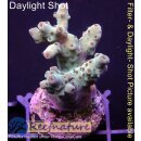 4A4-5 WYSIWYG - Acropora sp Höhe 31mm