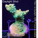 4A4-2 WYSIWYG - Acropora Mango Garden Höhe 43mm